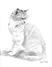 Zeichnung Katze 3
